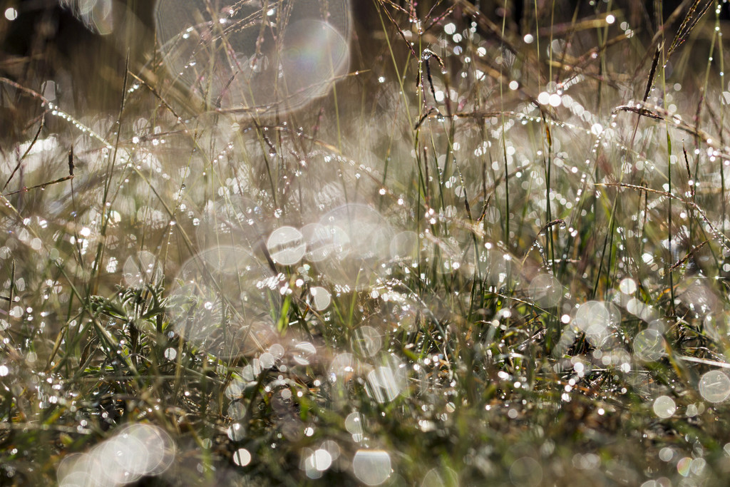 Sparkling Dewy Grass by gaylewood
