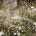 Sparkling Dewy Grass by gaylewood