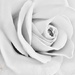 High Key Rose by lynnz