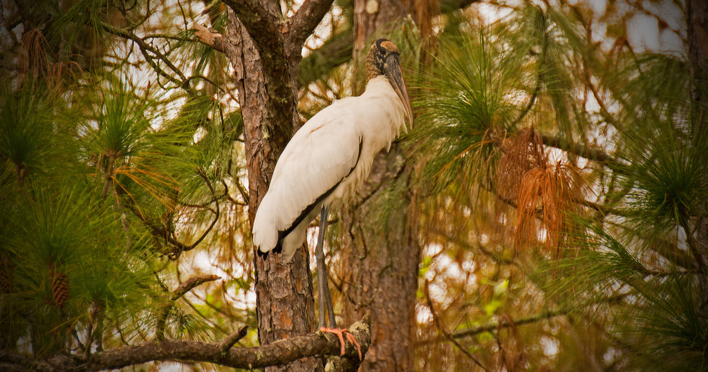 Woodstork in the Trees! by rickster549
