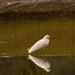 Snowy Egret and Reflection! by rickster549