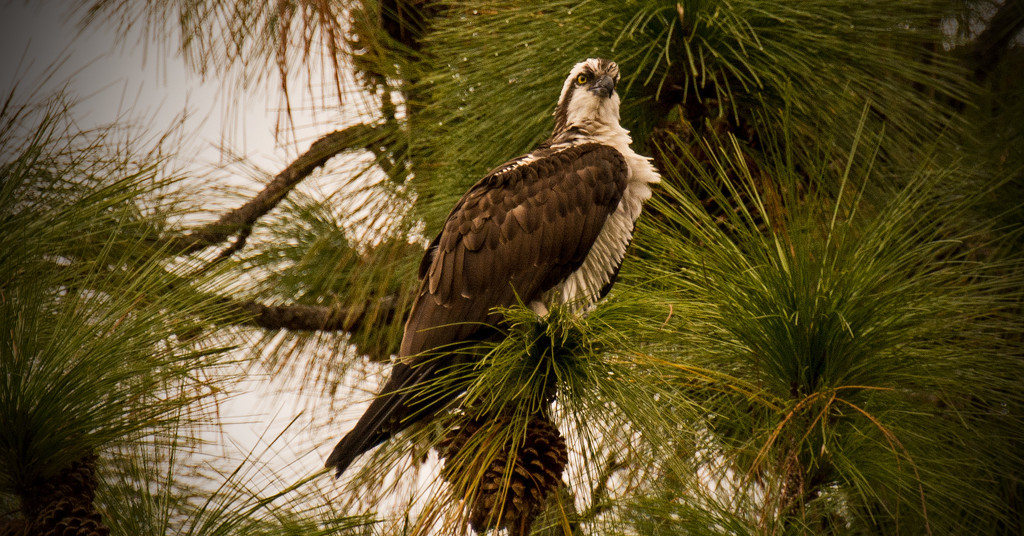 Another Osprey in the Pines! by rickster549