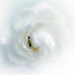 gardenia by annied