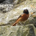 Redstart male by oldjosh