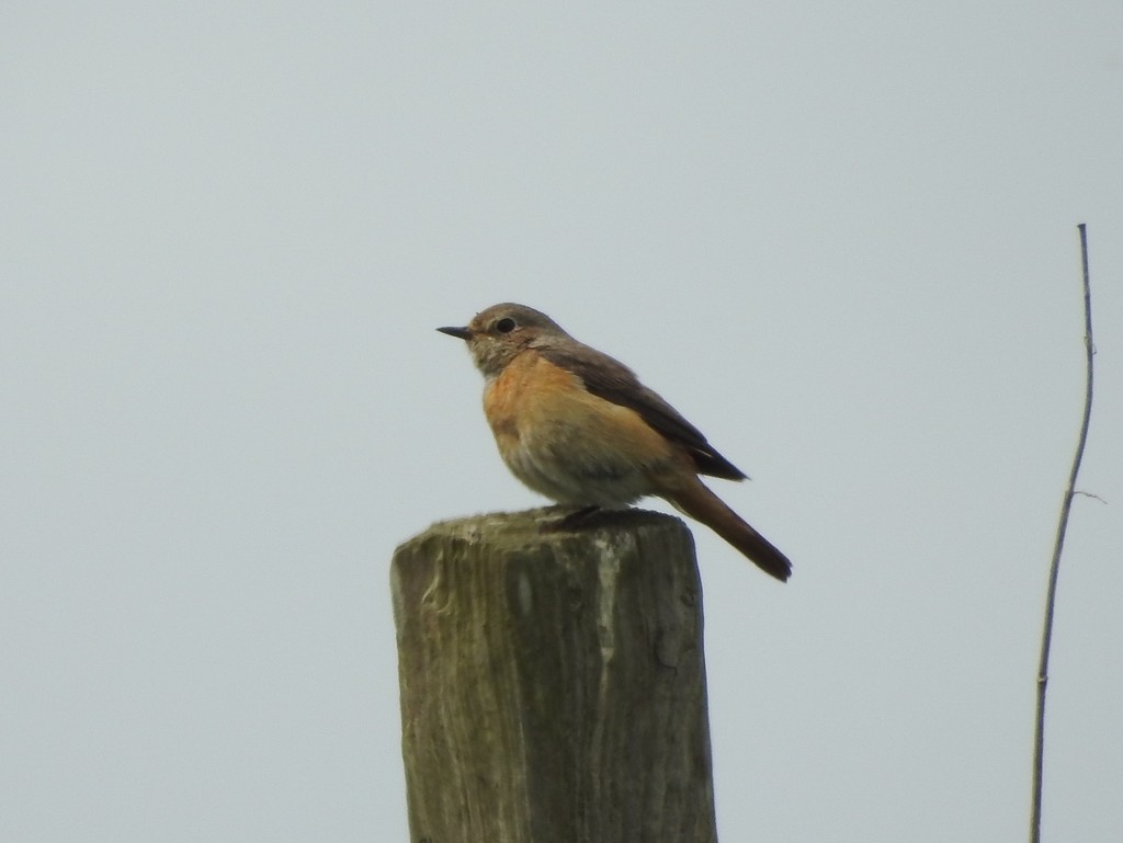 Redstart Female by oldjosh