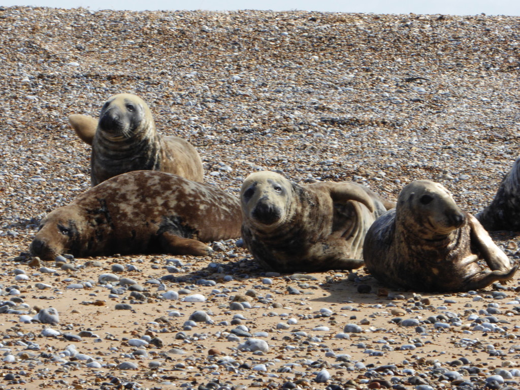 Seals - Blakeney Point by shannejw