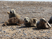 16th Apr 2017 - Seals - Blakeney Point