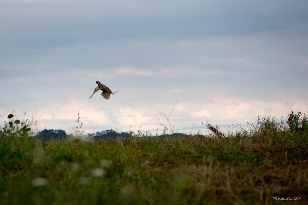 Pheasant in flight by yorkshirekiwi