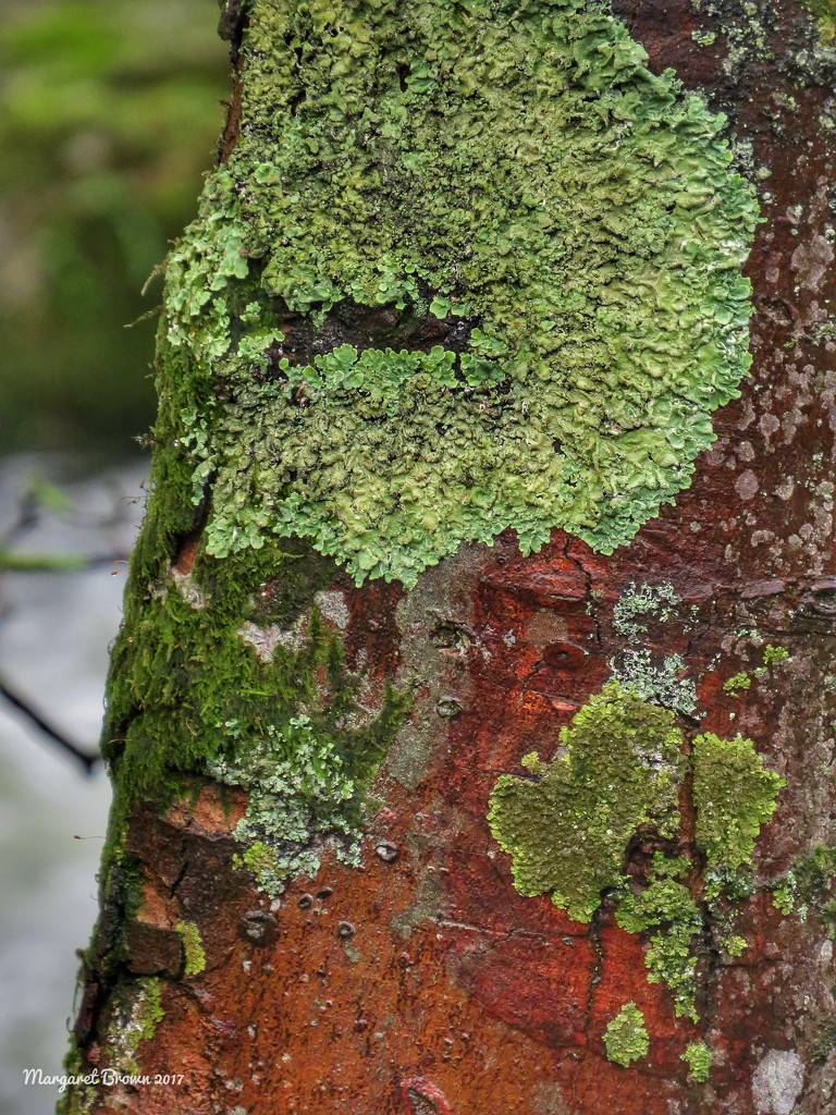 Lichen and moss by craftymeg