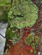 20th Nov 2017 - Lichen and moss