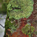 Lichen and moss by craftymeg