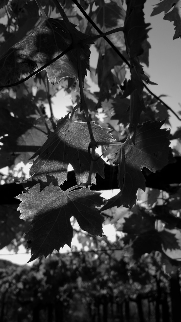 Shadows in the vineyard... by frappa77