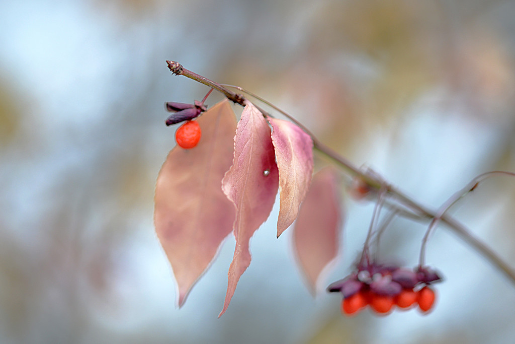 Dreamy leaves and berries! by fayefaye