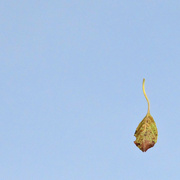 19th Nov 2017 - leaf space
