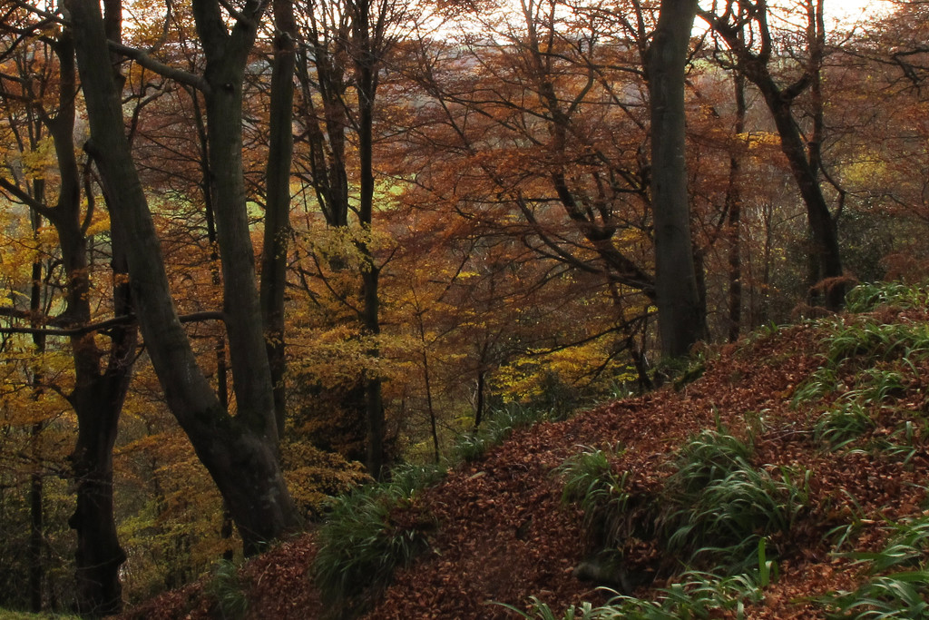 Autumn beech woodland by callymazoo