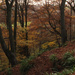 Autumn beech woodland by callymazoo