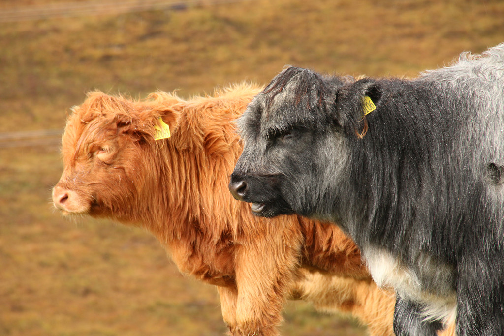 Highland Calves by shepherdman