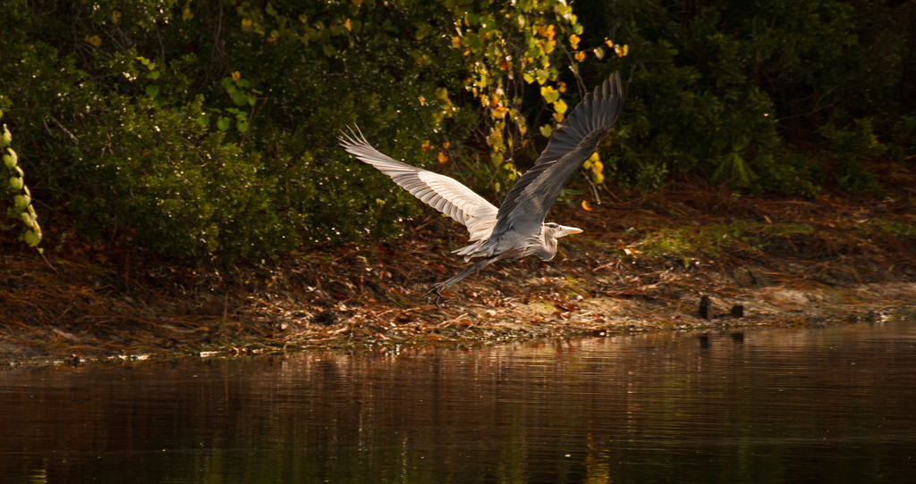 Blue Heron in Retreat! by rickster549