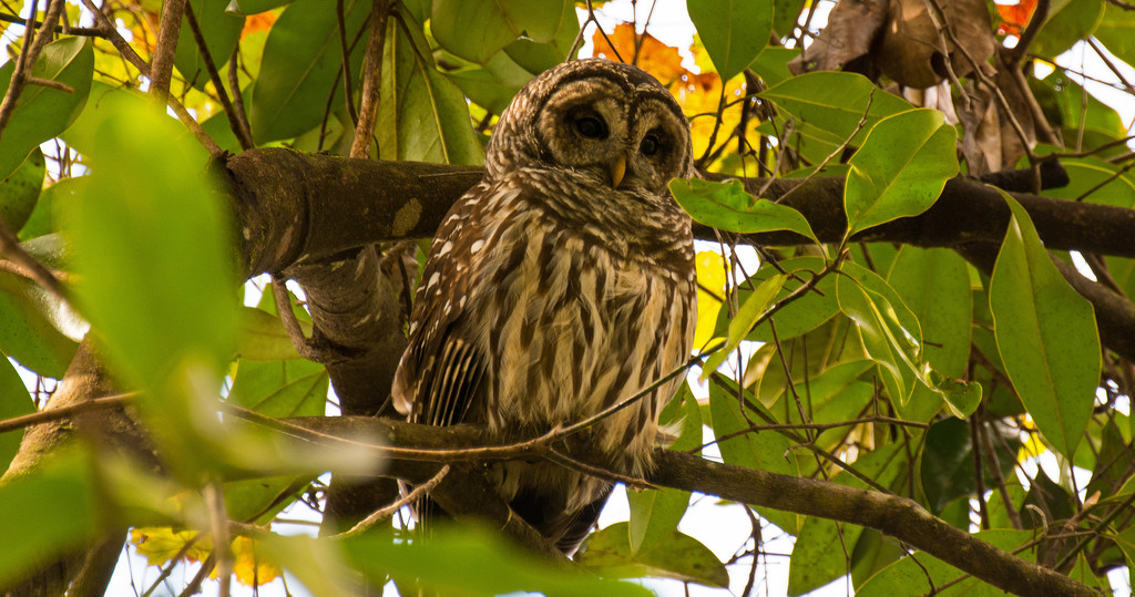 Thanksgiving Barred Owl! by rickster549