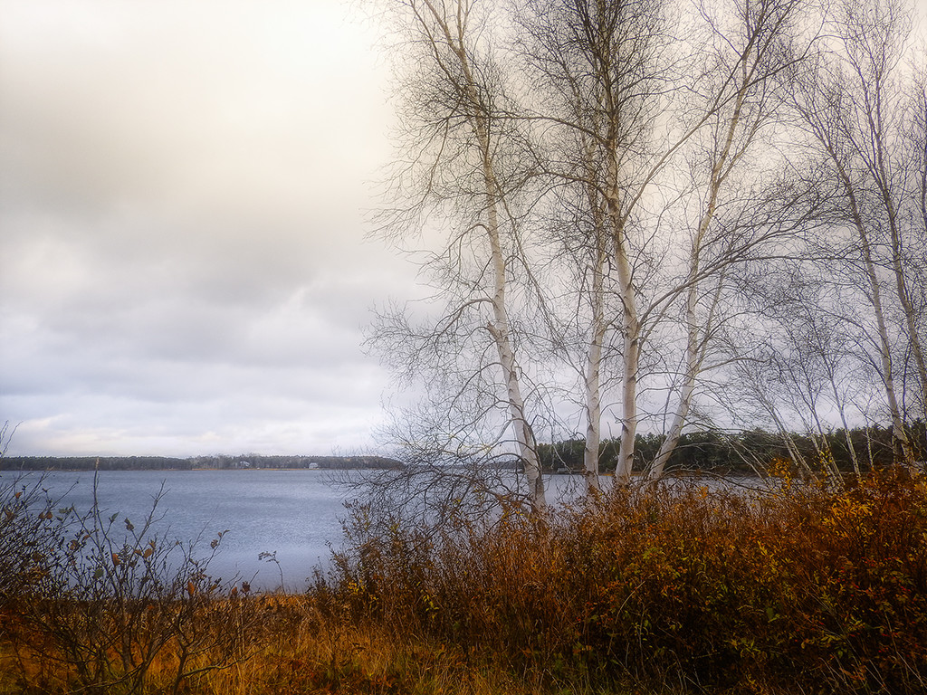 Birch by the Bay by Weezilou