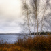 Birch by the Bay by Weezilou