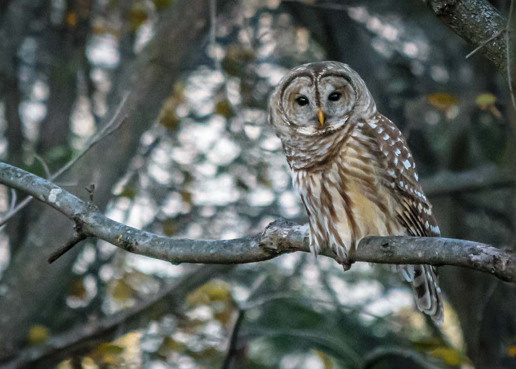 Thanksgiving Owl  by marylandgirl58