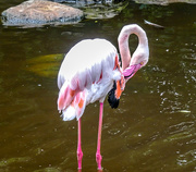 23rd Nov 2017 - A Greater Flamingo in Birds of Eden