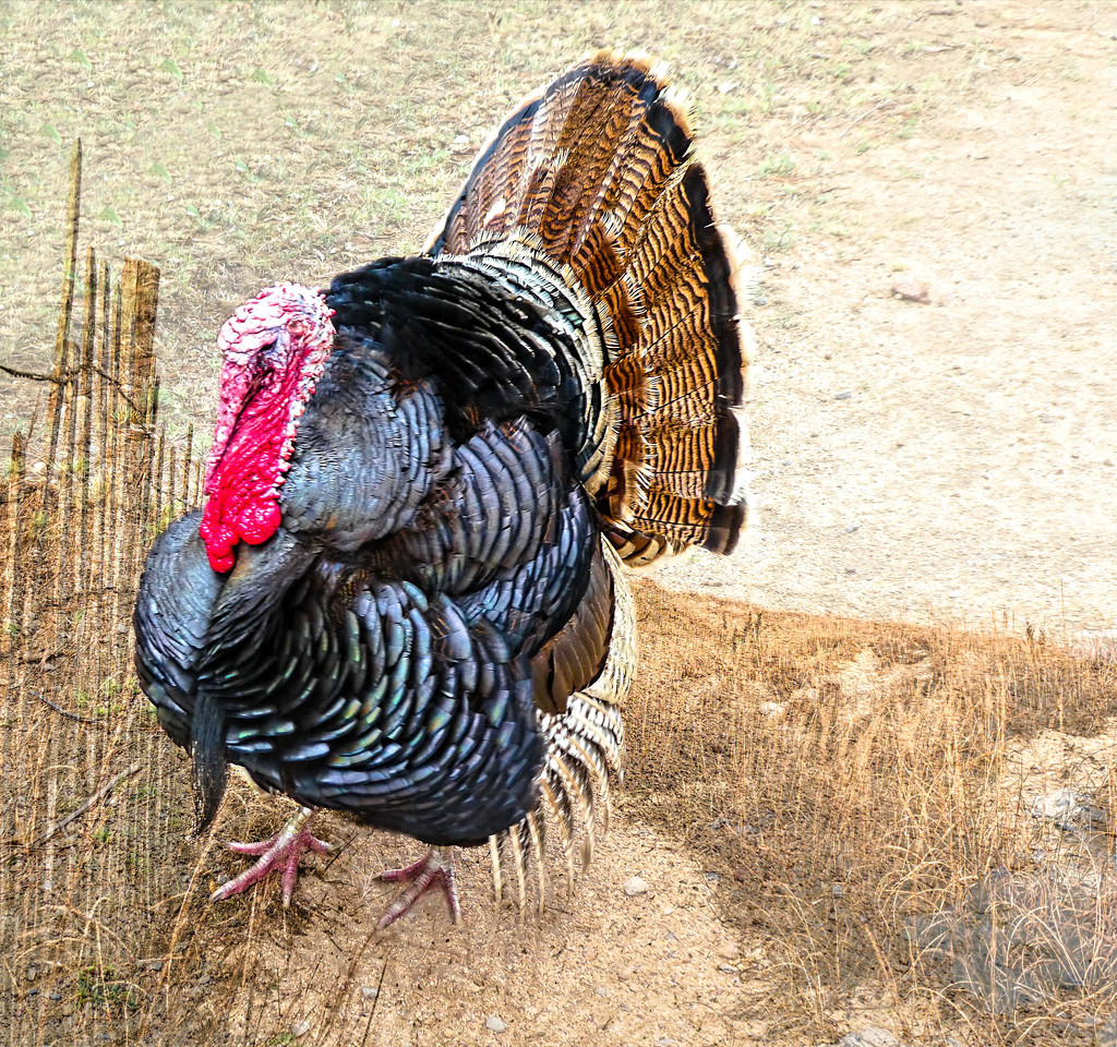 A tweaked Turkey for Thanksgiving. by ludwigsdiana