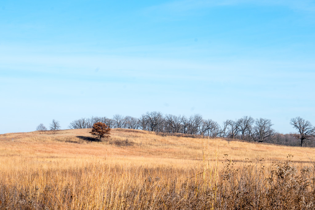 Lone Tree on a hill by rminer