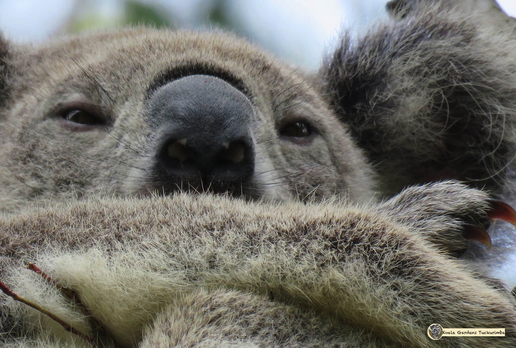 ahem by koalagardens
