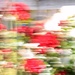 Garden blur by kiwinanna