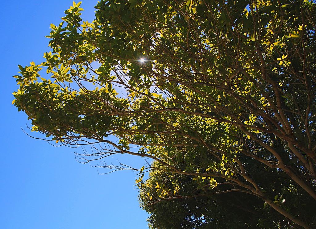 Sunlit trees by kiwinanna
