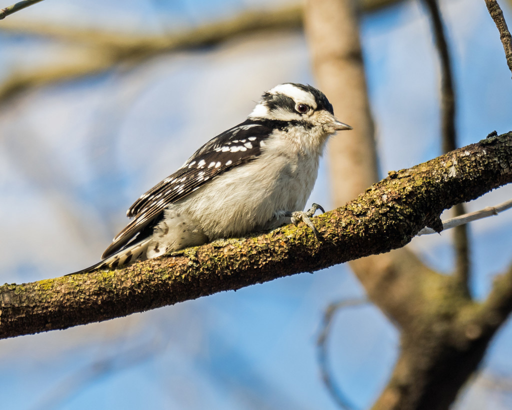 Downy Woodpecker Landscape by rminer