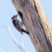 Downy Woodpecker at a tree hole by rminer