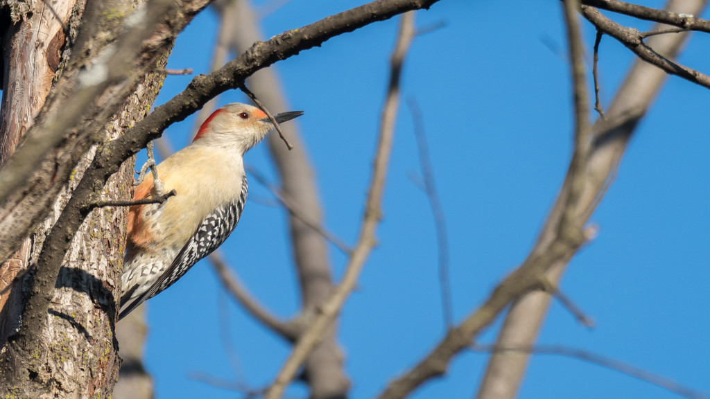 Woodpecker Wide by rminer