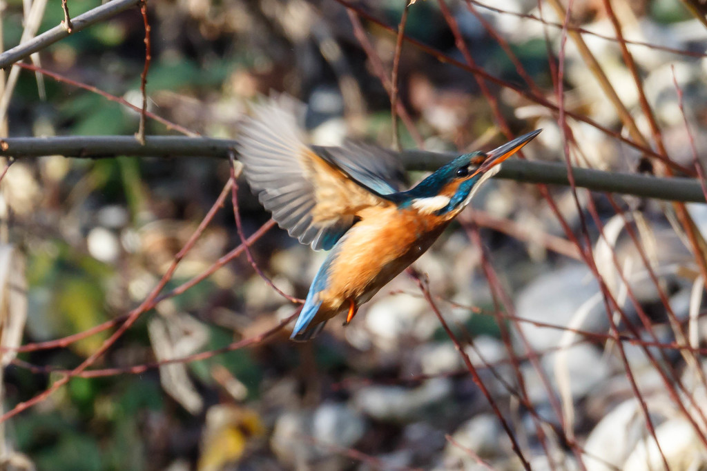Female Kingfisher in flight by padlock