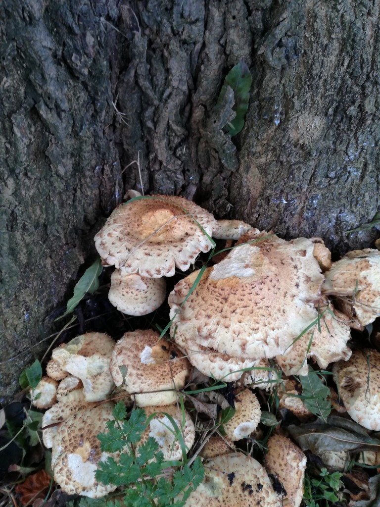Fungi family by plainjaneandnononsense