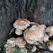 Fungi family by plainjaneandnononsense