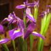 Irises by frequentframes
