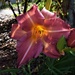 Day Lily ~ by happysnaps