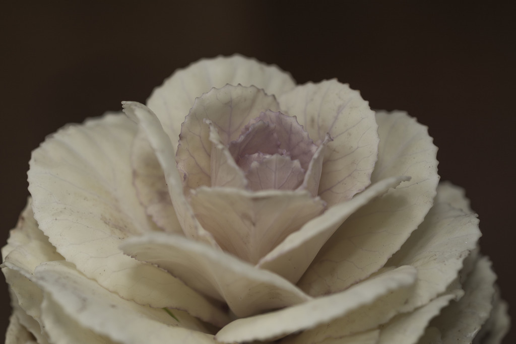 Cabbage rose by rumpelstiltskin