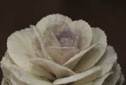 23rd Nov 2017 - Cabbage rose