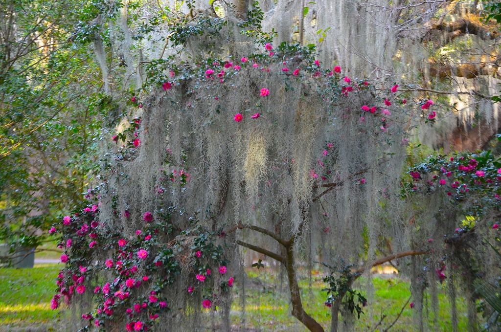 Spanish moss and camellias by congaree