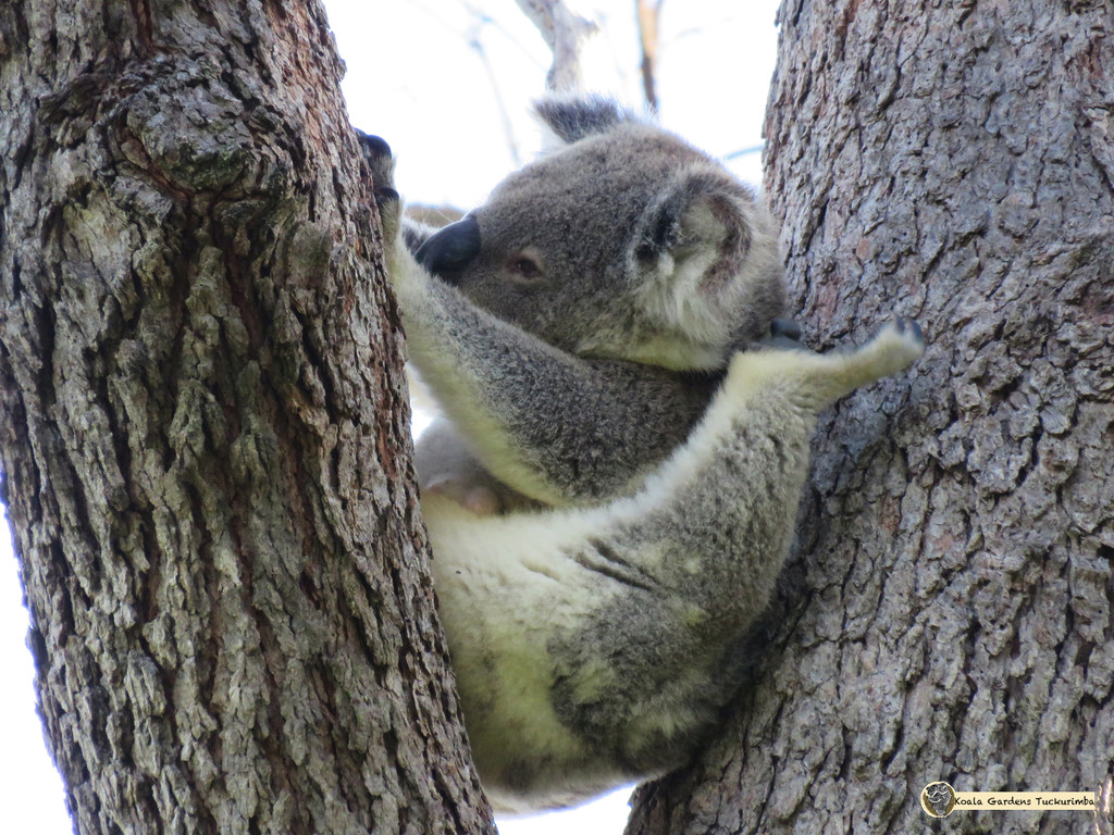 within easy reach by koalagardens
