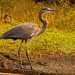 Blue Heron Checking Out the Other Blue Heron! by rickster549