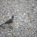 Tufted Titmouse by lstasel