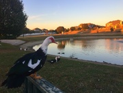 23rd Nov 2017 - Good Day To Be A Duck