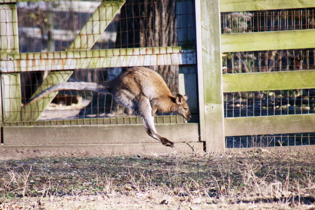Jumping Kangaroo  by randy23