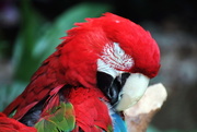 17th Nov 2017 - Macaw