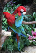 18th Nov 2017 - Macaws